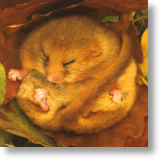 sendacard.co.uk blank card dormouse bbc springwatch