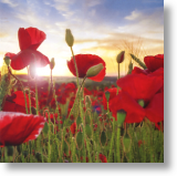 sendacard.co.uk blank card scenery poppy field