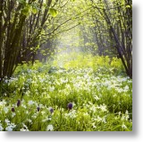 sendacard.co.uk scenic blank cards sissinghurst castle gardens