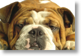 English Bulldog, Postcard