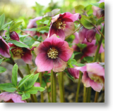 Hellebores, Floral Blank Card