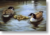 Duck Family, Animal Blank Card