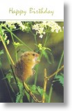 Fieldmouse, Animal Birthday Card