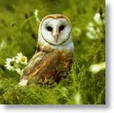 Barn Owl, Animal Blank Card