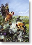 Goldfinches