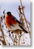 Bullfinch, Animal Blank Card