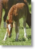 Foal, Animal Blank Card