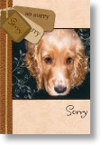 Cocker Spaniel, Sorry Card