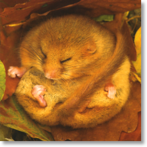 Dormouse, Animal Blank Card