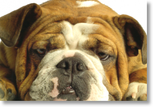 English Bulldog, Postcard