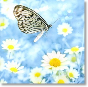 Daisies, Floral Blank Cards