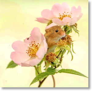 Harvest Mouse, Animal Blank Card