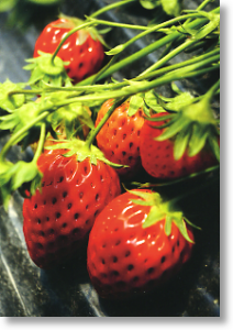 English Strawberries, Postcard