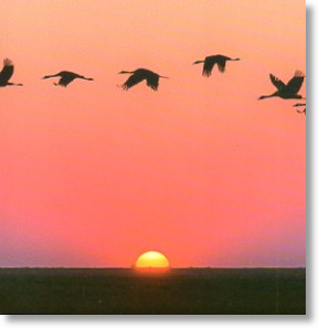 Sunset Flight, Scenic Blank Card