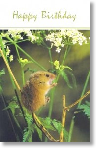 Fieldmouse, Animal Birthday Card