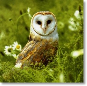 Barn Owl, Animal Blank Card