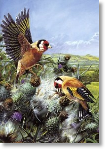 Goldfinches