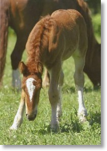 Foal, Animal Blank Card