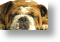 English Bulldog, Postcard